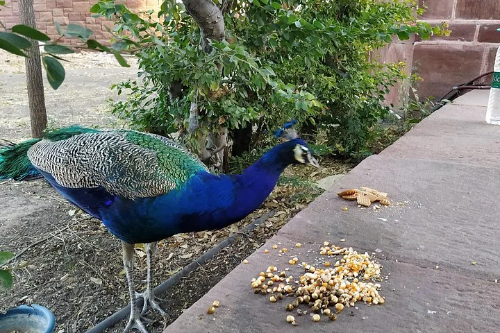Un pavone che mangia semi su un sentiero di pietra all'esterno